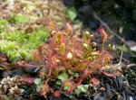 drosera_anglica.jpg