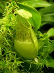 nepenthes_hirsuta.jpg