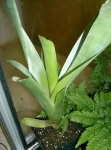 brocchinia_reducta.jpg