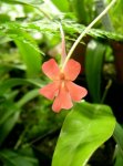 pinguicula_laueana.jpg