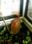 nepenthes_bicalcarata.jpg