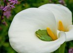 laubfrosch-in-calla-1_640.jpg