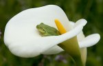 laubfrosch-in-calla-2_640.jpg