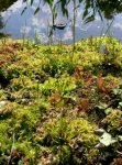 sphagnumvegetation.jpg