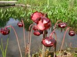 sarracenia_purpurea_bl_ten.jpg