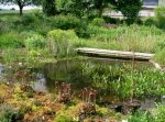 teich2_212.jpg