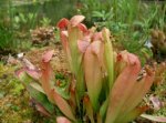 sarracenia_alata_x_minor1.jpg