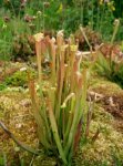 sarracenia_alata1.jpg