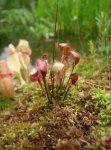 drosera_anglica_x_rotundifolia.jpg