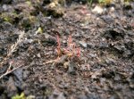 drosera_filiformis_red.jpg