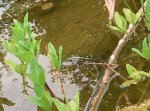seefrosch.jpg