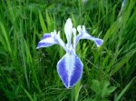 iris_laevigata2.jpg