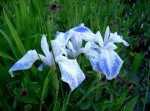 iris_laevigata1.jpg