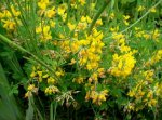 lotus_uligunosum.jpg