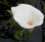 comp_calla1.jpg