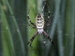 spinne_200mm_makro_25cm_abstand_890.jpg