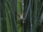 spinne_200mm_50cm_abstand_115.jpg