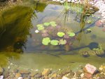 teich11_145.jpg