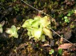 pinguicula_grandiflora_winterruhe_190.jpg