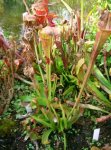 sarracenia_oreophila_winterruhe_612.jpg