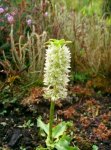 eucomis_autumnale_520.jpg