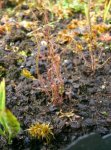 drosera_filiformis_red_182.jpg