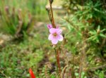 drosera_filiformis_bl_te_111.jpg