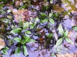 gartenteich_bewuchs_112.jpg