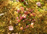 sarracenia_psittacina2_sphagnum_540.jpg