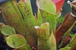 comp_heliamphora_1_117.jpg