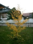 ginkgo_biloba_877.jpg