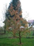 metasequoia_glyptostroboides_137.jpg