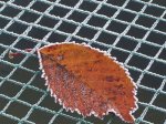 blatt_190.jpg