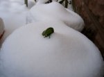 darlingtonia_californiaschnee_693.jpg