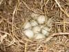 10_1138534648_volles_nest_156.jpg