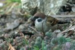 Spatz1.JPG Spatz1.JPG