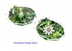 Passiflorapurplehaze.jpg