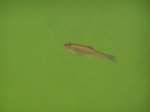 Fisch klein.jpg Fisch klein.jpg