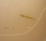 büschelmücke chaoboridae klein.jpg büschelmücke chaoboridae klein.jpg