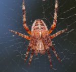 Arachnea_diadematus_komplet.jpg