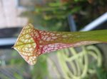 Sarracenia leucophylla x psittacina.jpg