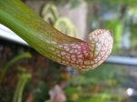 Sarracenia leucophylla x psittacina1.jpg