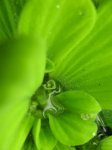 Pistia stratiodes Blüte.jpg