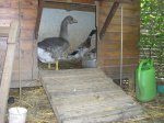 Besuch im Entenhaus.JPG