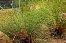 Miscanthus1_1024.jpg