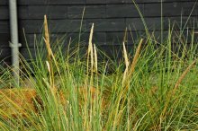 Miscanthus2_1024.jpg