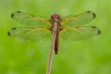 20130517_0101-2-1733-Kopie.jpg