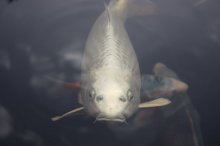 131003 - 1 Koi.jpg