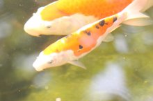 131003 - 8 Koi.jpg