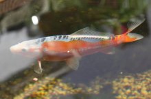 131003 - 9 Koi.jpg